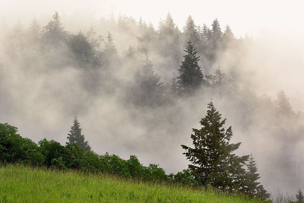 Jones, Adam 아티스트의 Hillside of evergreen trees among fog-Bald Hills Road-California작품입니다.